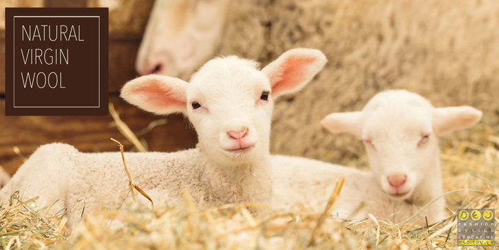 Len nguyên chất được lấy xơ len từ lần đầu đàn cừu thay lông.