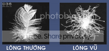 chat-lieu-long-vu 1_zps3zzcj7qs.png