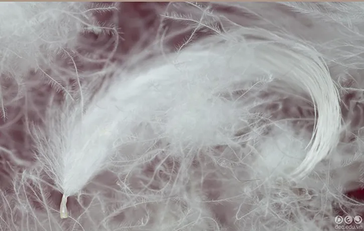 Tìm hiểu về chất liệu lông vũ