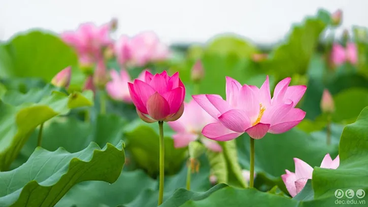 Dệt lụa từ tơ sen tinh hoa nghệ nhân Việt