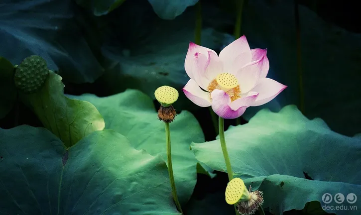 nguoc-goc-vai-hoa 2_zpstdgse5hp.jpg