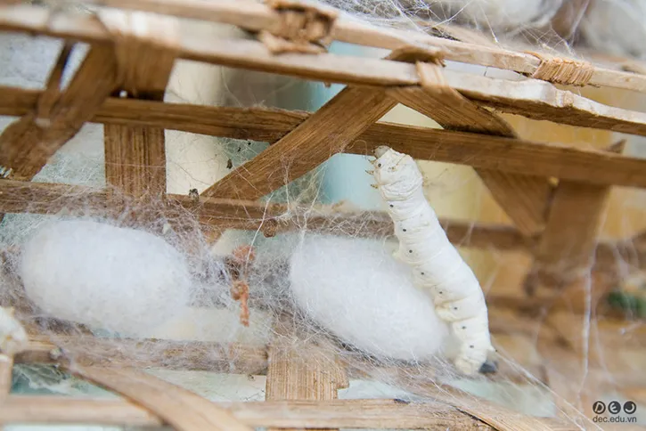 Tìm hiểu về lụa tơ tằm