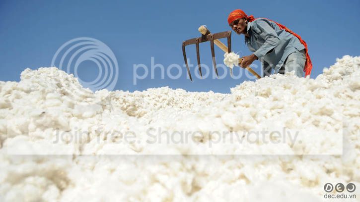 Vải cotton hữu cơ